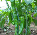 BİBER MAZAMORT ( ÇOKLU TOHUM ) - 5 Gram - MegCiTo