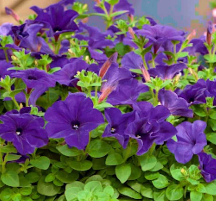 Petunya Çiçeği Tohumu ( İri çiçekli Bodur ) Mor Renkli - 15 Tohum - MegCiTo