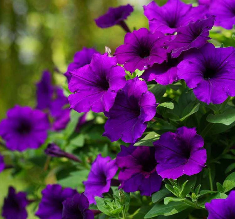 Petunya Çiçeği Tohumu ( İri çiçekli Bodur ) Mor Renkli - 15 Tohum - MegCiTo