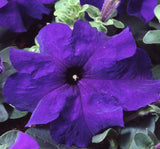 Petunya Çiçeği Tohumu ( İri çiçekli Bodur ) Mor Renkli - 15 Tohum - MegCiTo