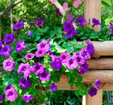 Petunya Çiçeği Tohumu ( İri çiçekli Bodur ) Mor Renkli - 15 Tohum - MegCiTo