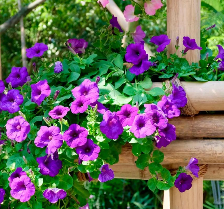 Petunya Çiçeği Tohumu ( İri çiçekli Bodur ) Mor Renkli - 15 Tohum - MegCiTo