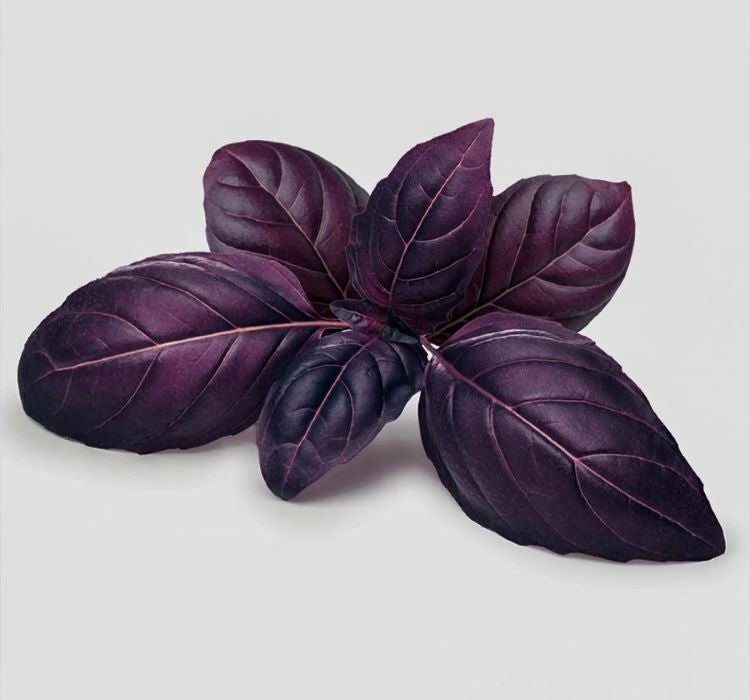 REYHAN MOR  ( ÇOKLU TOHUM ) - 5 Gram - MegCiTo