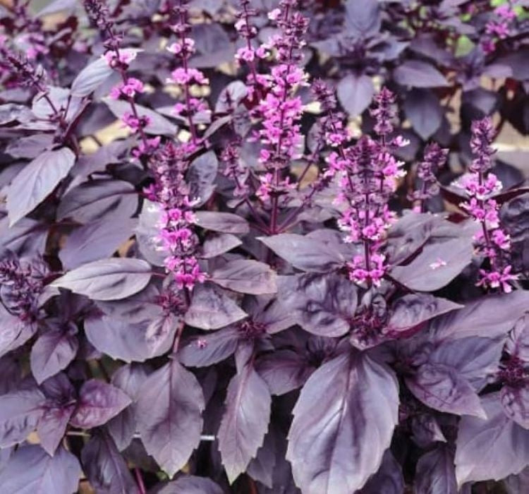 REYHAN MOR  ( ÇOKLU TOHUM ) - 5 Gram - MegCiTo