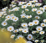 Papatya Kalıcı Alman - BEYAZ ( 15 Tohum ) - MegCiTo