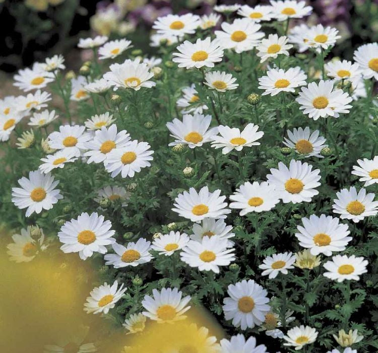 Papatya Kalıcı Alman - BEYAZ ( 15 Tohum ) - MegCiTo