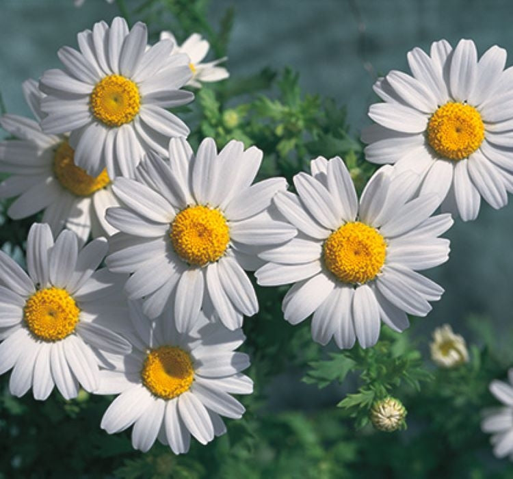 Papatya Kalıcı Alman - BEYAZ ( 15 Tohum ) - MegCiTo