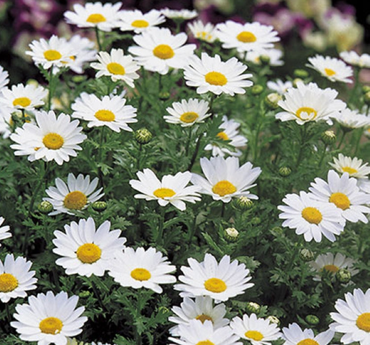 Papatya Kalıcı Alman - BEYAZ ( 15 Tohum ) - MegCiTo