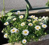 Papatya Kalıcı Alman - BEYAZ ( 15 Tohum ) - MegCiTo