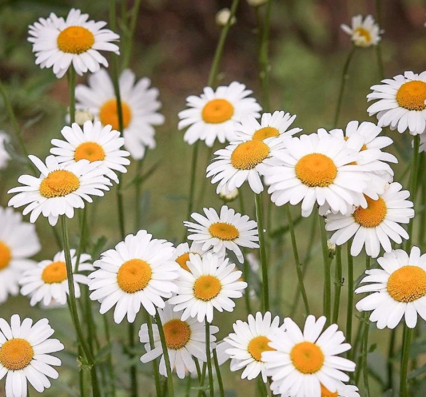 Papatya Tohumu ( Kalıcı Yüksek boylu ) - Beyaz Renkli - 40 Tohum - MegCiTo