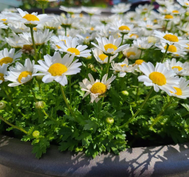 Papatya Tohumu ( Kalıcı Yüksek boylu ) - Beyaz Renkli - 40 Tohum - MegCiTo