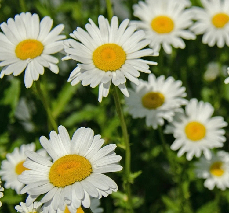 Papatya Tohumu ( Kalıcı Yüksek boylu ) - Beyaz Renkli - 40 Tohum - MegCiTo