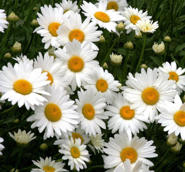 Papatya Tohumu ( Kalıcı Yüksek boylu ) - Beyaz Renkli - 40 Tohum - MegCiTo