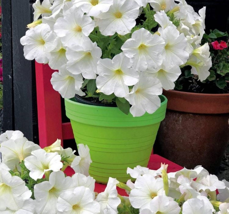 Petunya Çiçeği Tohumu ( İri çiçekli Bodur ) Beyaz Renkli - 15 Tohum - MegCiTo