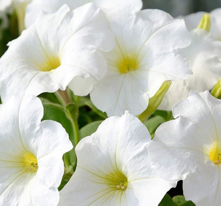 Petunya Çiçeği Tohumu ( İri çiçekli Bodur ) Beyaz Renkli - 15 Tohum - MegCiTo