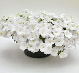 Petunya Çiçeği Tohumu ( İri çiçekli Bodur ) Beyaz Renkli - 15 Tohum - MegCiTo