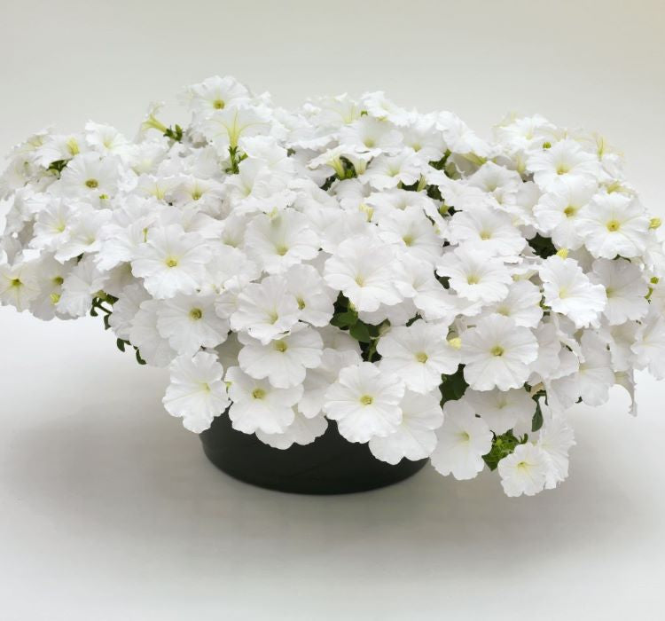 Petunya Çiçeği Tohumu ( İri çiçekli Bodur ) Beyaz Renkli - 15 Tohum - MegCiTo