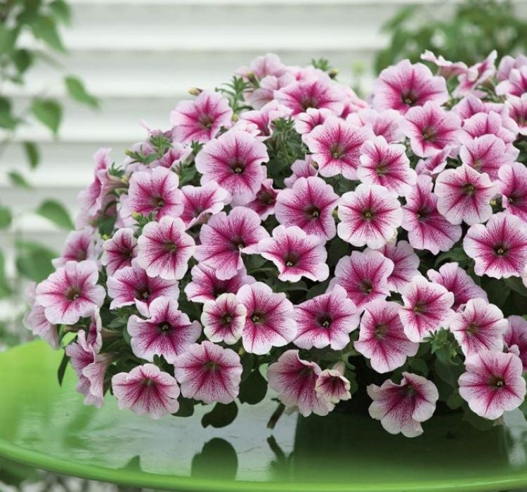 Petunya - Büyük Dev Salkım Sarkıcı - AHUDUDU ( 5 Tohum ) - MegCiTo