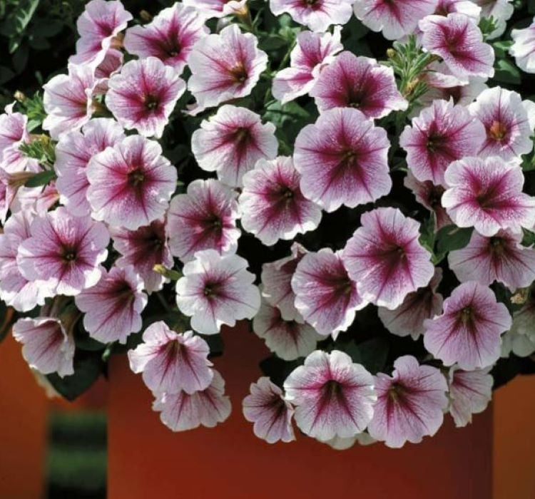 Petunya - Büyük Dev Salkım Sarkıcı - AHUDUDU ( 5 Tohum ) - MegCiTo