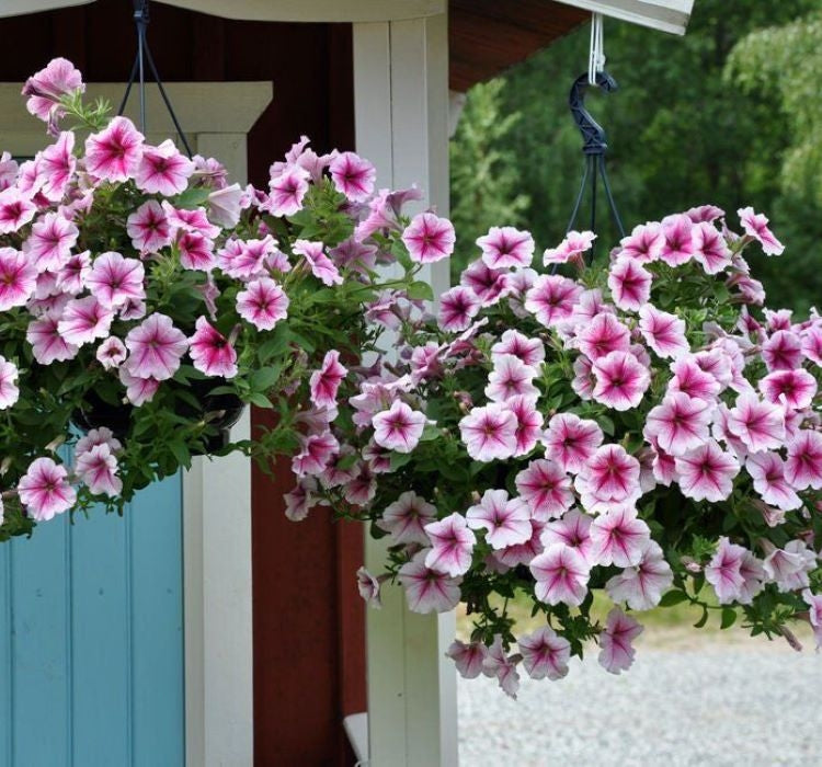 Petunya - Büyük Dev Salkım Sarkıcı - AHUDUDU ( 5 Tohum ) - MegCiTo