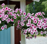 Petunya - Büyük Dev Salkım Sarkıcı - AHUDUDU ( 5 Tohum ) - MegCiTo