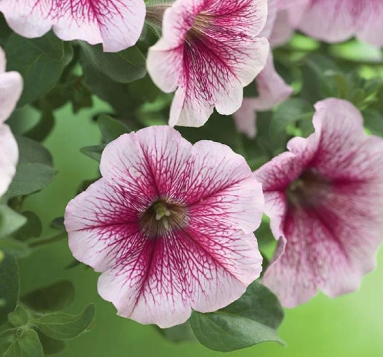 Petunya - Büyük Dev Salkım Sarkıcı - AHUDUDU ( 5 Tohum ) - MegCiTo