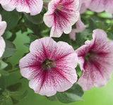 Petunya - Büyük Dev Salkım Sarkıcı - AHUDUDU ( 5 Tohum ) - MegCiTo