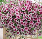 Petunya - Büyük Dev Salkım Sarkıcı - AHUDUDU ( 5 Tohum ) - MegCiTo