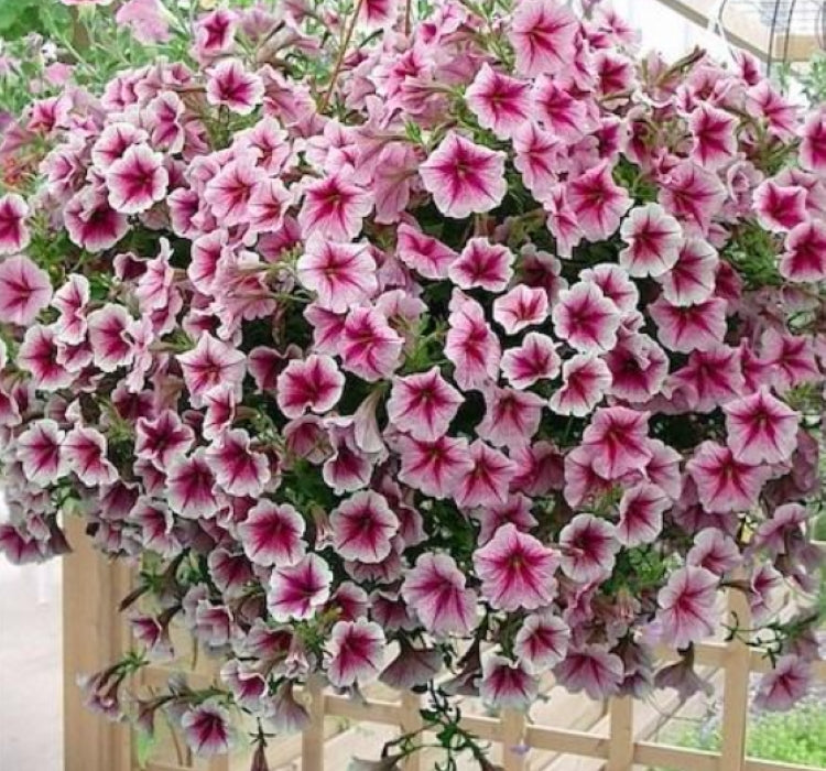 Petunya - Büyük Dev Salkım Sarkıcı - AHUDUDU ( 5 Tohum ) - MegCiTo