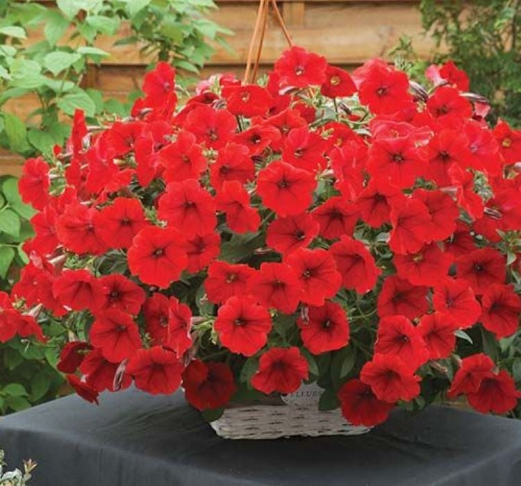 Petunya - Büyük Dev Salkım Sarkıcı - KIRMIZI ( 5 Tohum ) - MegCiTo