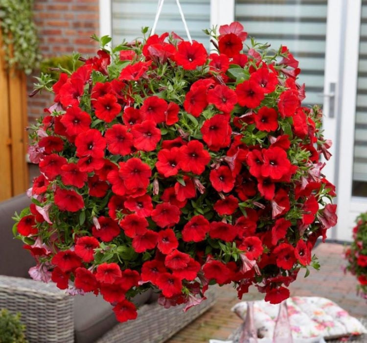 Petunya - Büyük Dev Salkım Sarkıcı - KIRMIZI ( 5 Tohum ) - MegCiTo