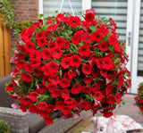 Petunya - Büyük Dev Salkım Sarkıcı - KIRMIZI ( 5 Tohum ) - MegCiTo