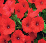Petunya - Büyük Dev Salkım Sarkıcı - KIRMIZI ( 5 Tohum ) - MegCiTo