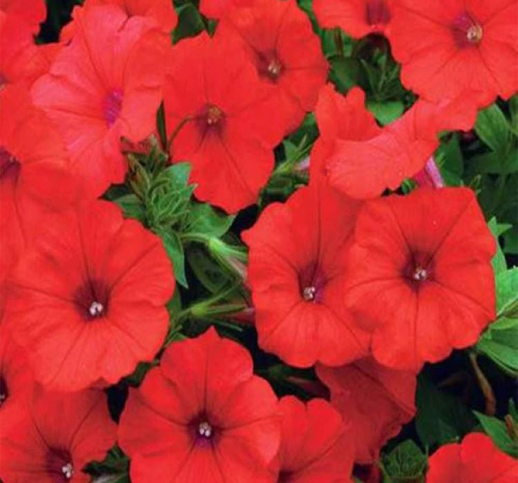 Petunya - Büyük Dev Salkım Sarkıcı - KIRMIZI ( 5 Tohum ) - MegCiTo