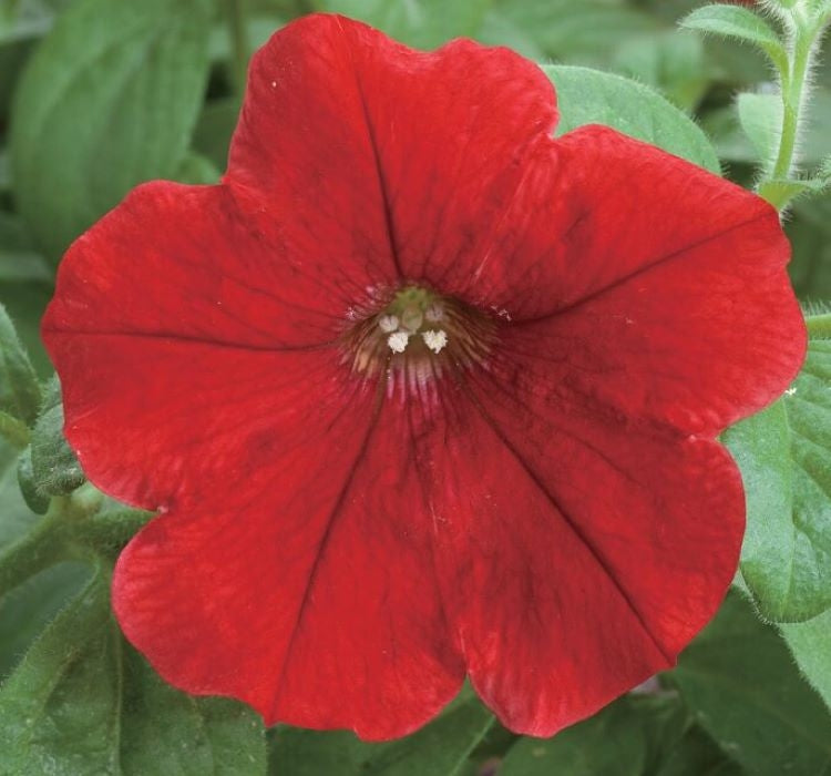 Petunya - Büyük Dev Salkım Sarkıcı - KIRMIZI ( 5 Tohum ) - MegCiTo