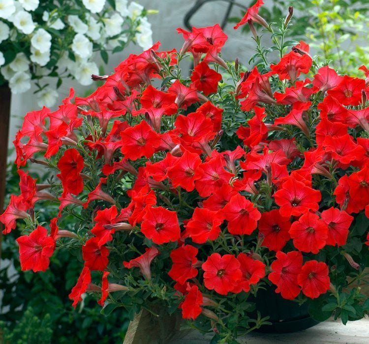 Petunya - Büyük Dev Salkım Sarkıcı - KIRMIZI ( 5 Tohum ) - MegCiTo