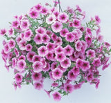 Petunya - Büyük Dev Salkım Sarkıcı - ÇİZGİLİ MOR ( 5 Tohum ) - MegCiTo