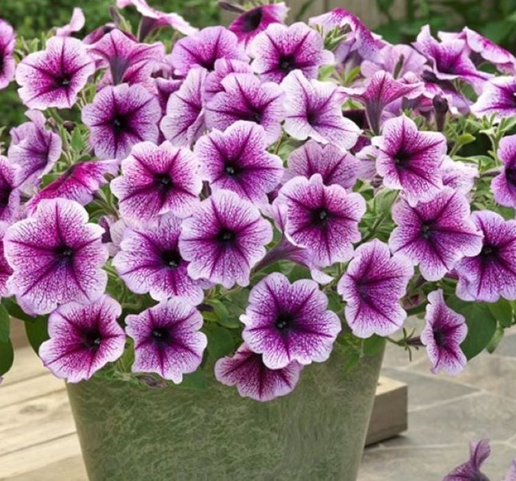 Petunya - Büyük Dev Salkım Sarkıcı - ÇİZGİLİ MOR ( 5 Tohum ) - MegCiTo