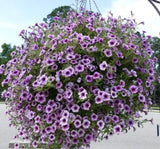 Petunya - Büyük Dev Salkım Sarkıcı - ÇİZGİLİ MOR ( 5 Tohum ) - MegCiTo