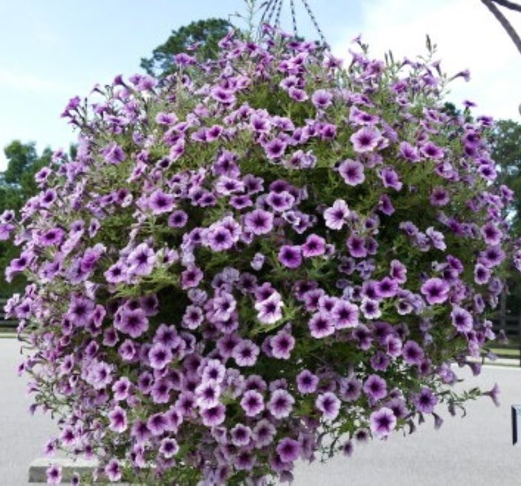 Petunya - Büyük Dev Salkım Sarkıcı - ÇİZGİLİ MOR ( 5 Tohum ) - MegCiTo