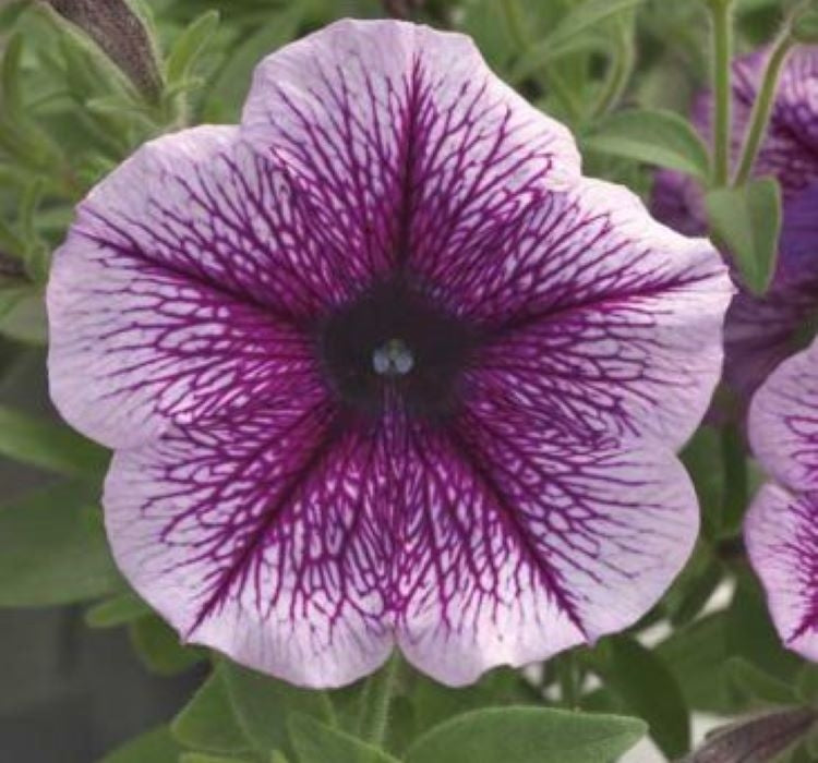 Petunya - Büyük Dev Salkım Sarkıcı - ÇİZGİLİ MOR ( 5 Tohum ) - MegCiTo