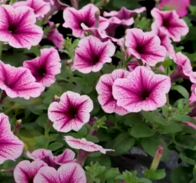 Petunya - Büyük Dev Salkım Sarkıcı - ÇİZGİLİ MOR ( 5 Tohum ) - MegCiTo