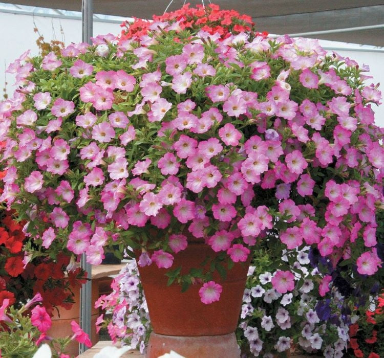 Petunya - Büyük Dev Salkım Sarkıcı - PEMBE NOKTA ( 5 Tohum ) - MegCiTo