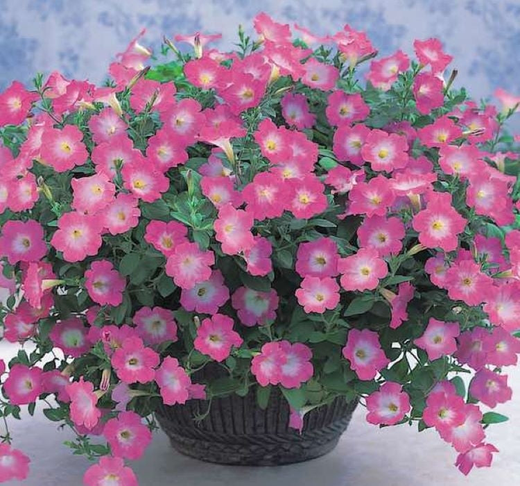 Petunya - Büyük Dev Salkım Sarkıcı - PEMBE NOKTA ( 5 Tohum ) - MegCiTo