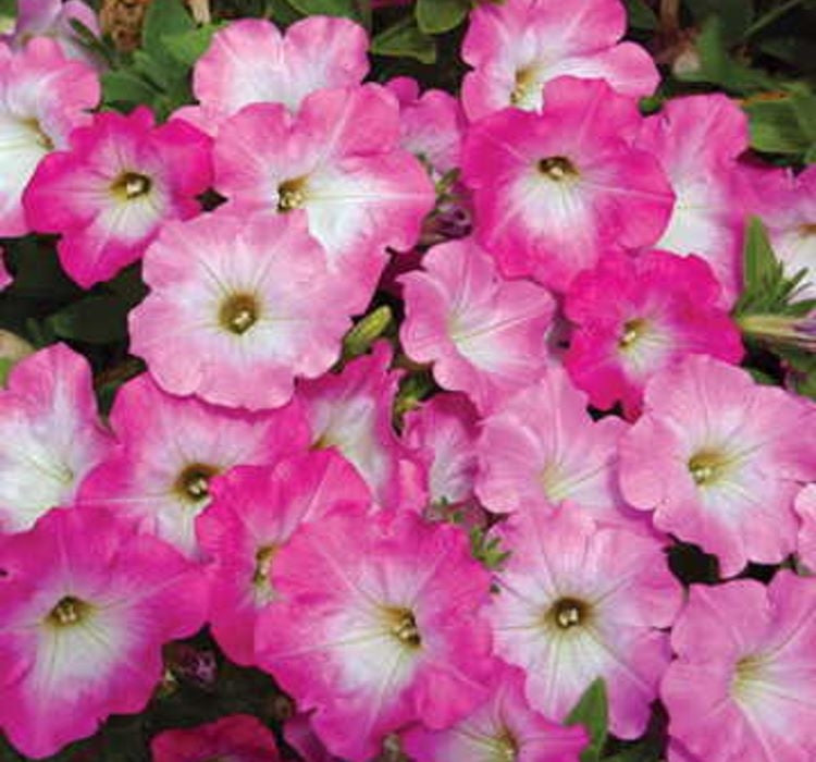 Petunya - Büyük Dev Salkım Sarkıcı - PEMBE NOKTA ( 5 Tohum ) - MegCiTo