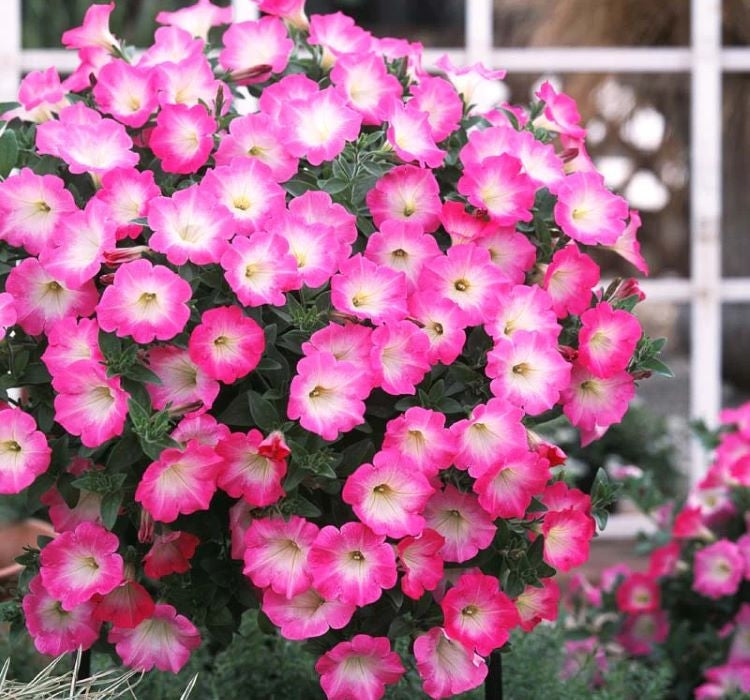 Petunya - Büyük Dev Salkım Sarkıcı - PEMBE NOKTA ( 5 Tohum ) - MegCiTo