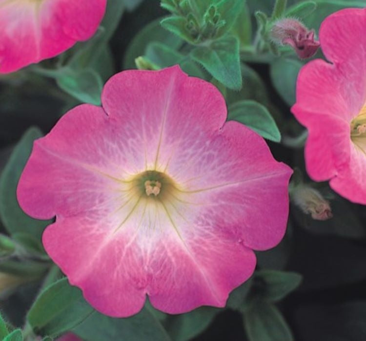 Petunya - Büyük Dev Salkım Sarkıcı - PEMBE NOKTA ( 5 Tohum ) - MegCiTo