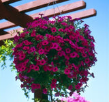 Petunya - Büyük Dev Salkım Sarkıcı - PURBLE ( 5 Tohum ) - MegCiTo