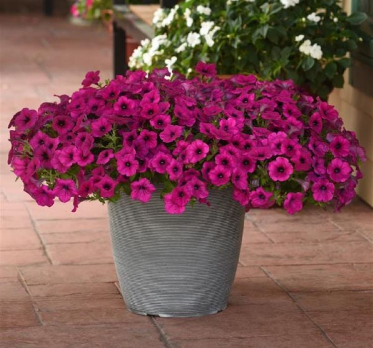 Petunya - Büyük Dev Salkım Sarkıcı - PURBLE ( 5 Tohum ) - MegCiTo