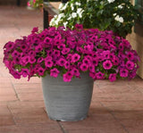 Petunya - Büyük Dev Salkım Sarkıcı - PURBLE ( 5 Tohum ) - MegCiTo